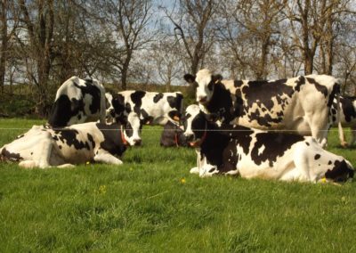 Vaches fermières à Vergezac