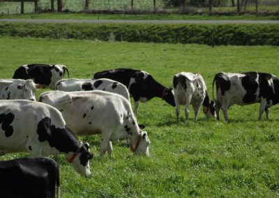 Vaches laitières en Haute Loire (43)