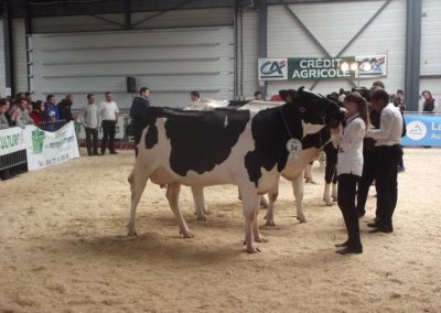 Vache laitière à Jalavoux