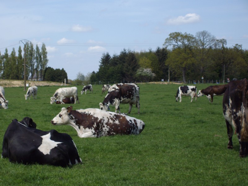vaches laitières en Haute Loire (43)
